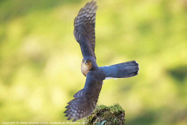Majestic Sparrowhawk Take Off Picture Board by Steve Grundy