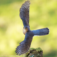Buy canvas prints of Majestic Sparrowhawk Take Off by Steve Grundy