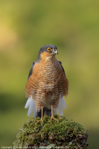 Regal Sparrowhawk in Scottish Woodland Picture Board by Steve Grundy