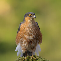 Buy canvas prints of Regal Sparrowhawk in Scottish Woodland by Steve Grundy