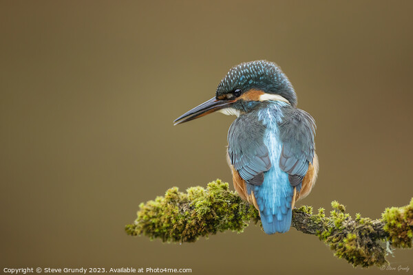 Inquisitive Young Kingfisher  Picture Board by Steve Grundy