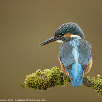 Buy canvas prints of Inquisitive Young Kingfisher  by Steve Grundy