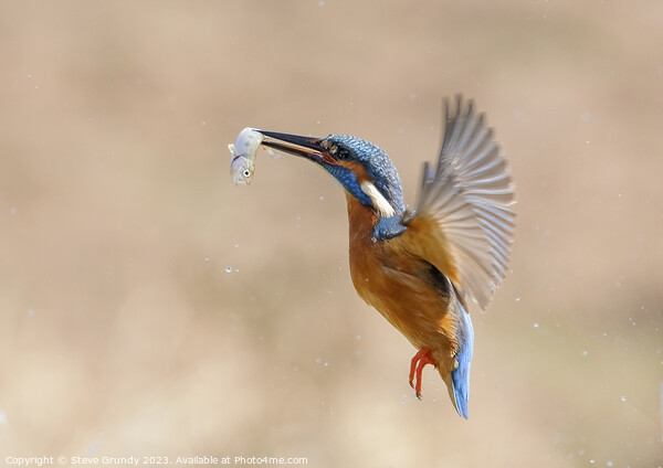 Kingfisher in flight with fish Picture Board by Steve Grundy