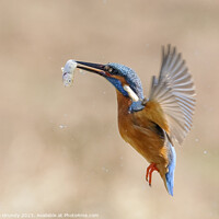 Buy canvas prints of Kingfisher in flight with fish by Steve Grundy