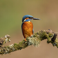 Buy canvas prints of Magnificent Male Kingfisher by Steve Grundy