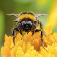 Buy canvas prints of Bumble Bee by Steve Grundy