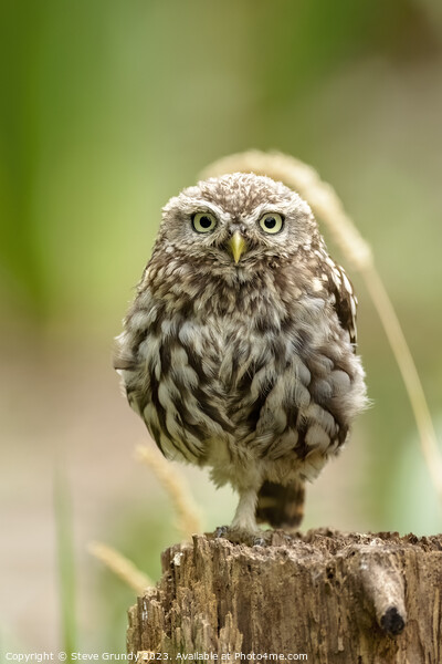 Majestic Little Owl Picture Board by Steve Grundy