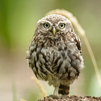 Buy canvas prints of Majestic Little Owl by Steve Grundy
