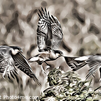Buy canvas prints of Majestic Sparrowhawk in Flight by Steve Grundy