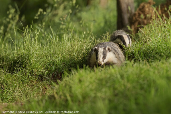 Badgers on the March Picture Board by Steve Grundy