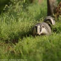 Buy canvas prints of Badgers on the March by Steve Grundy