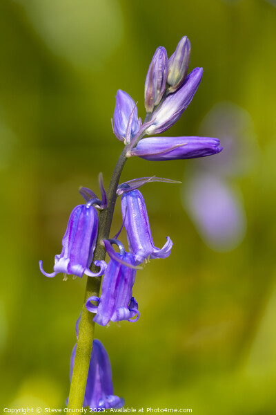 The Enchanting Bluebell Arrival Picture Board by Steve Grundy