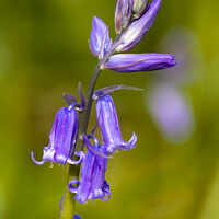 Buy canvas prints of The Enchanting Bluebell Arrival by Steve Grundy