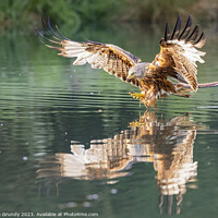 Buy canvas prints of Red Kite Fishing by Steve Grundy