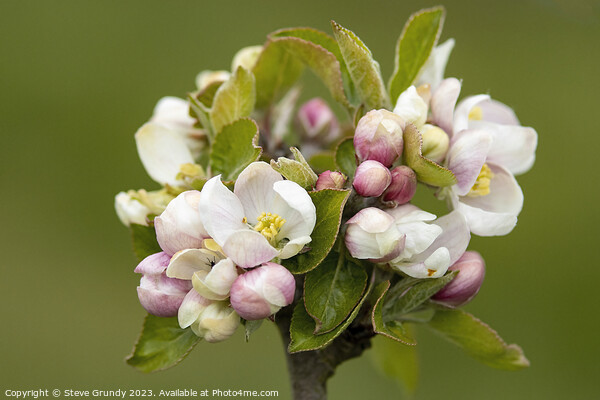 Springtime Apple Blossom Picture Board by Steve Grundy
