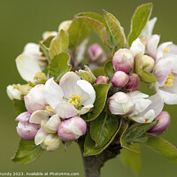 Buy canvas prints of Springtime Apple Blossom by Steve Grundy