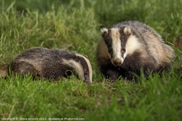 Foraging Badger and Cub Picture Board by Steve Grundy
