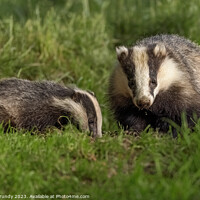 Buy canvas prints of Foraging Badger and Cub by Steve Grundy