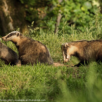 Buy canvas prints of Badger Family Foraging at Dusk by Steve Grundy