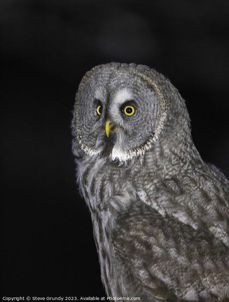 Great grey owl: A silent sentinel of the north. Picture Board by Steve Grundy