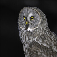 Buy canvas prints of Great grey owl: A silent sentinel of the north. by Steve Grundy