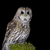 Buy canvas prints of Tawny Owl by Steve Grundy