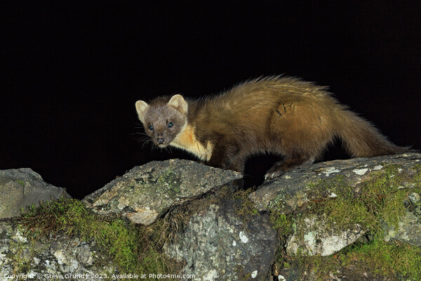 Pine Marten: A stealthy hunter of the forest. Picture Board by Steve Grundy