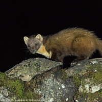Buy canvas prints of Pine Marten: A stealthy hunter of the forest. by Steve Grundy