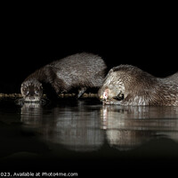 Buy canvas prints of Otters at night: A river's secret dancers. by Steve Grundy