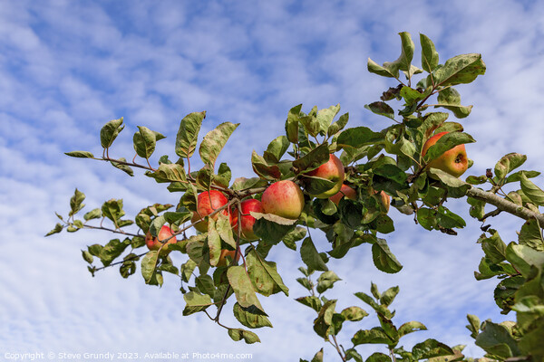 Apples and Blue Sky: A taste of heaven. Picture Board by Steve Grundy