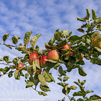 Buy canvas prints of Apples and Blue Sky: A taste of heaven. by Steve Grundy