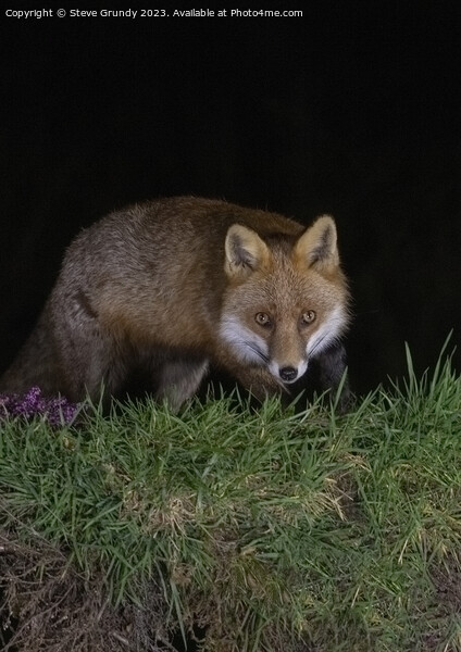 Cunning Rural Red Fox Predator Picture Board by Steve Grundy