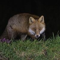 Buy canvas prints of Cunning Rural Red Fox Predator by Steve Grundy