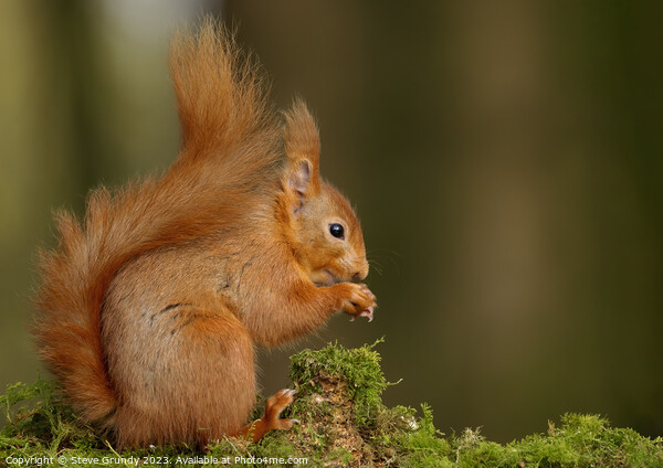 Red Squirrel Nibbling Nuts Picture Board by Steve Grundy