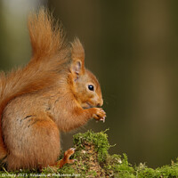 Buy canvas prints of Red Squirrel Nibbling Nuts by Steve Grundy