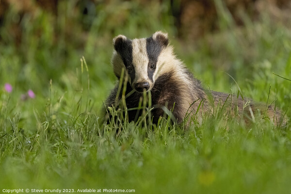 Evening Badger Encounter Picture Board by Steve Grundy
