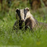 Buy canvas prints of Evening Badger Encounter by Steve Grundy