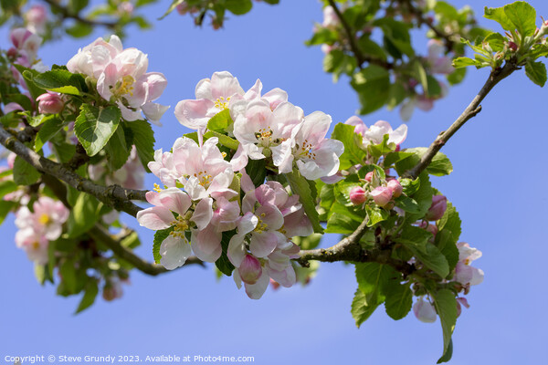 Apple Blossom Heralds the Spring Picture Board by Steve Grundy