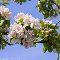 Buy canvas prints of Apple Blossom Heralds the Spring by Steve Grundy