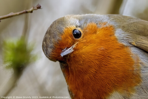 Curious Robin Picture Board by Steve Grundy