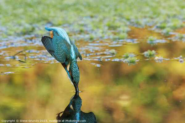 Diving Kingfisher Picture Board by Steve Grundy