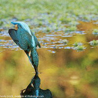 Buy canvas prints of Diving Kingfisher by Steve Grundy