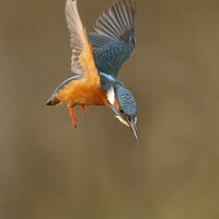 Buy canvas prints of Hovering Kingfisher by Steve Grundy