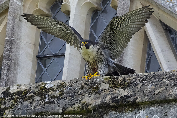 Winnie The Winchester Cathedral Peregrine Falcon Picture Board by Steve Grundy