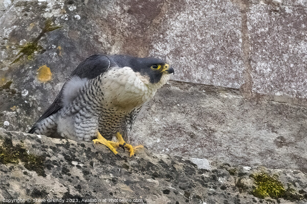 Peregrine Falcon at Winchester Cathedral (Winnie) Picture Board by Steve Grundy