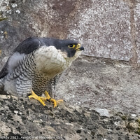 Buy canvas prints of Peregrine Falcon at Winchester Cathedral (Winnie) by Steve Grundy