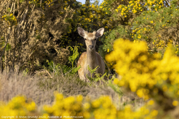Deer Amongst the Gorse Picture Board by Steve Grundy