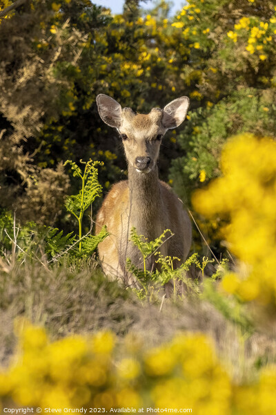 Deer Amongst Gorse  Picture Board by Steve Grundy