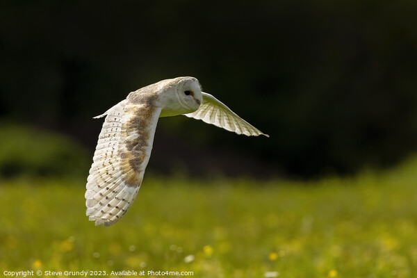 Barn Owl Hunting in Lush Green Field Picture Board by Steve Grundy
