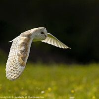 Buy canvas prints of Barn Owl Hunting in Lush Green Field by Steve Grundy